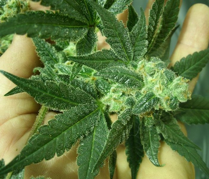 Giaveno, serra per la marijuana allestita in garage