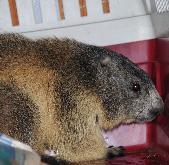 Avventura a lieto fine per una marmotta rimasta nel motore di un camper arrivato a Verolengo dalla Valle Stura