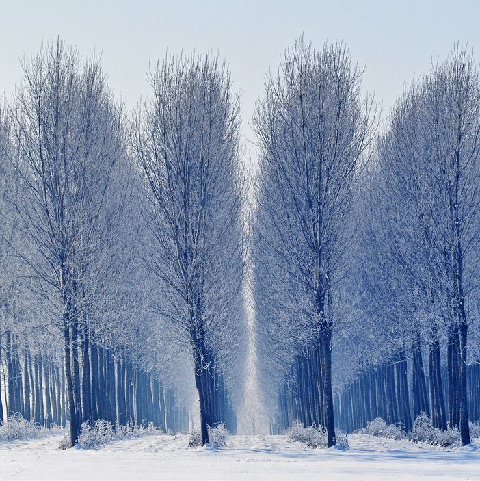 Foto, libri e teatro: così il Mausoleo della Bela Rosin festeggia la Giornata nazionale dell'Albero