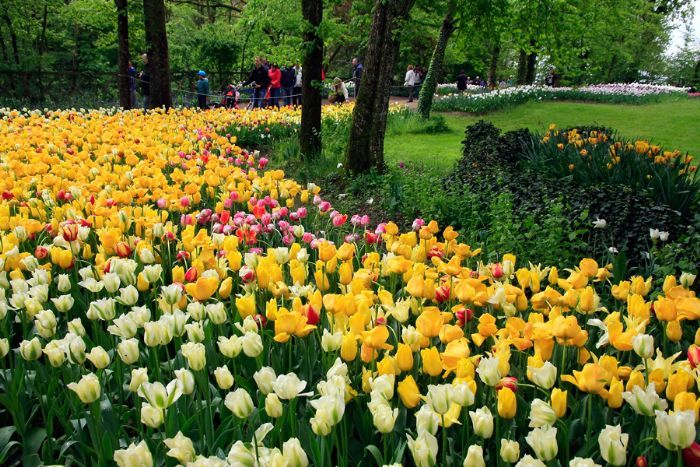 Messer Tulipano, Pralormo segna l'inizio della primavera