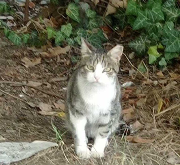 Si festeggia la giornata del gatto