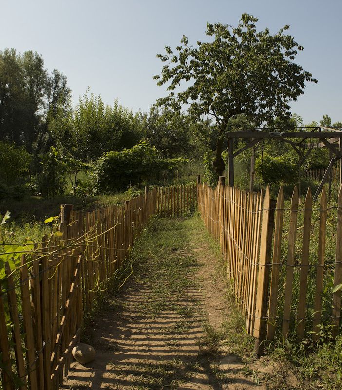 Orti Generali: le attività nella settimana della Giornata Nazionale degli alberi