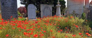 Immagine di repertorio del cimitero Monumentale di Torino