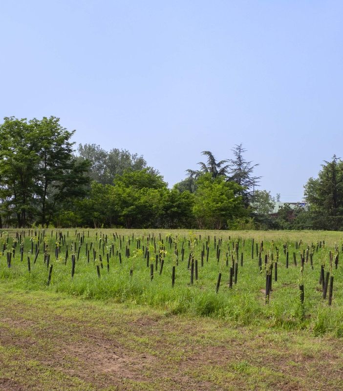 &quot;Più alberi per più bambini&quot;, arriva a Torino la campagna nazionale per la riforestazione