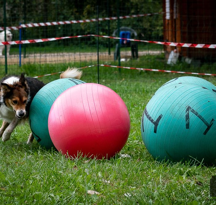 Cani a Petsfestival 2022, per divertirsi insieme