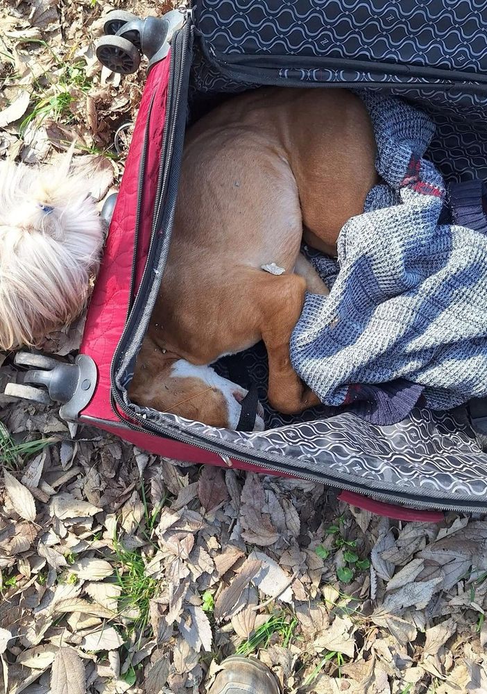 Il povero pitbull trovato nel parco Stura