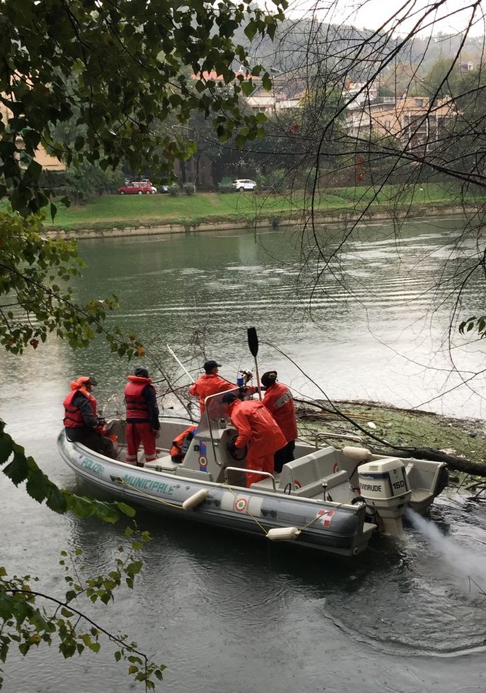 Rimossi due alberi caduti nel Po
