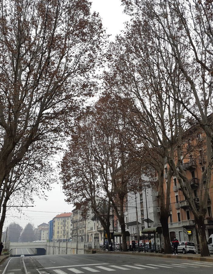 Viale alberato generica (corso Regina Margherita, Torino)