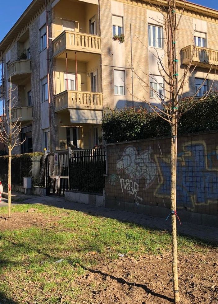 Gli alberelli donati