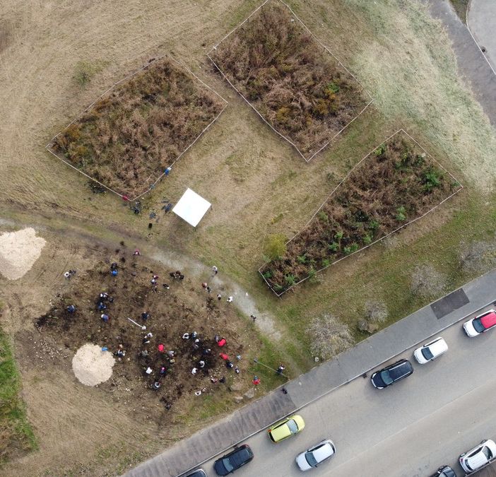 zona in cui sono stati piantati nuovi alberi