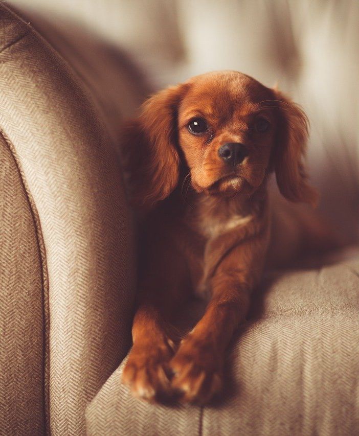 Animali in condominio: il regolamento non può vietarne il possesso