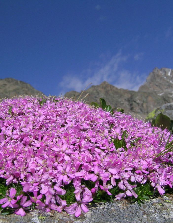 Se l'avanzata del verde non è una buona notizia: al Gran Paradiso la vegetazione sta divorando i ghiacciai