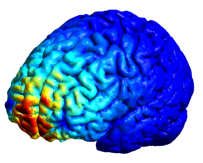 Studio di Unito scopre dove si annida nel cervello il meccanismo che produce paura e ansia