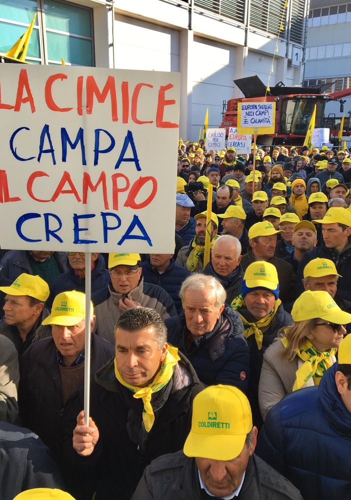 Coldiretti sulla cimice asiatica: &quot;Attivare urgentemente task force e misure di prevenzione”
