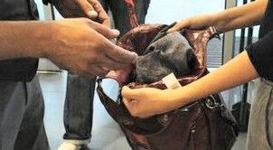 “Manifattura imperfetta” fa suonare le barre antitaccheggio: e il ladro viene scoperto