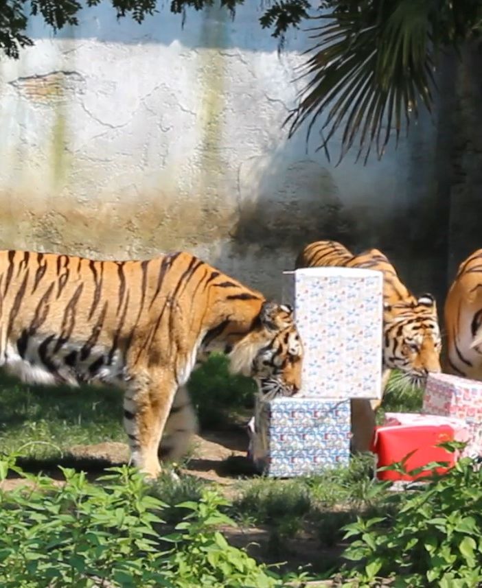 Al bioparco Zoom grande festa per il compleanno delle tigri