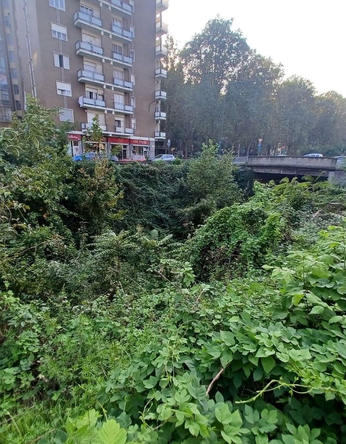 Il trincerone di Barriera di Milano si trasforma da discarica a giungla