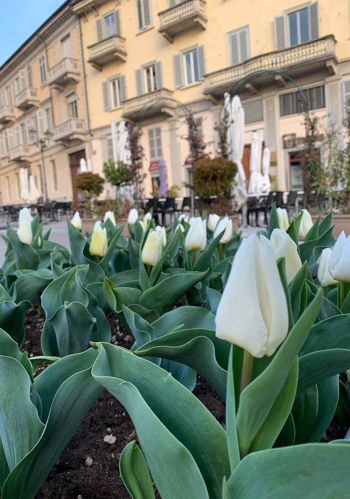 Chieri, nel giardino di piazza Cavour 3500 tulipani del Castello di Pralormo