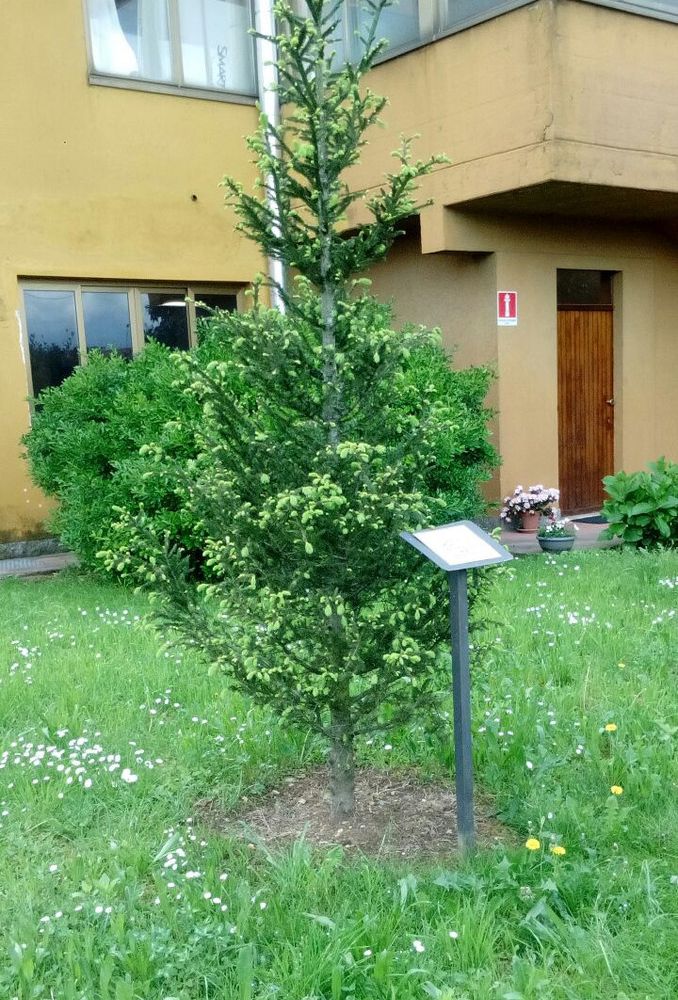 Centrale del Latte, &quot;Un dono per tutti&quot; ha raccolto ben 6000 regali per i bimbi meno fortunati