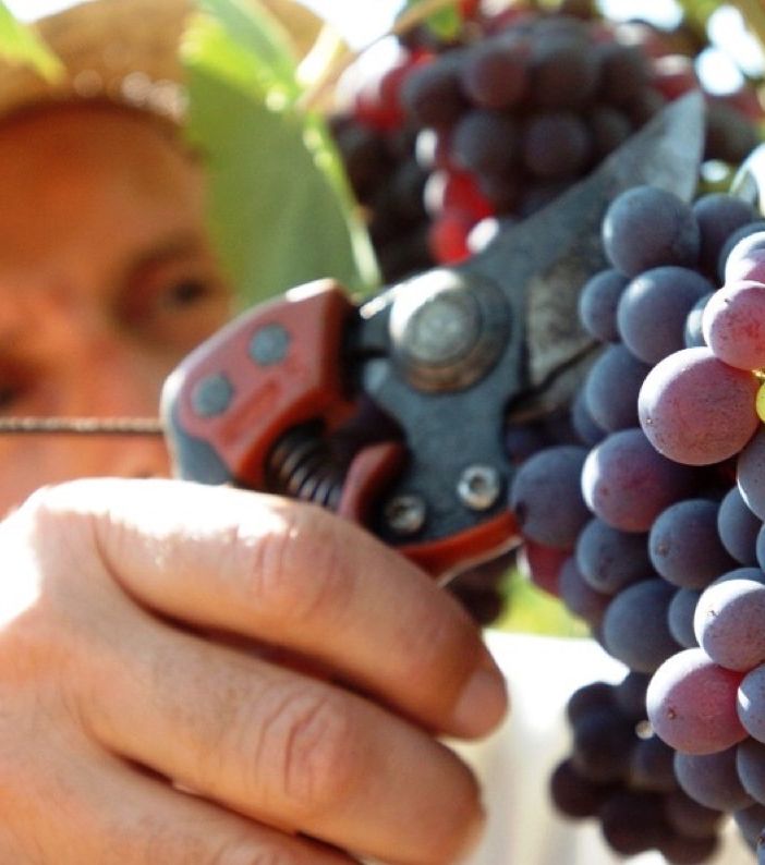 Green Pass, Coldiretti: &quot;Vendemmia a rischio senza una proroga dei permessi dei migranti&quot;