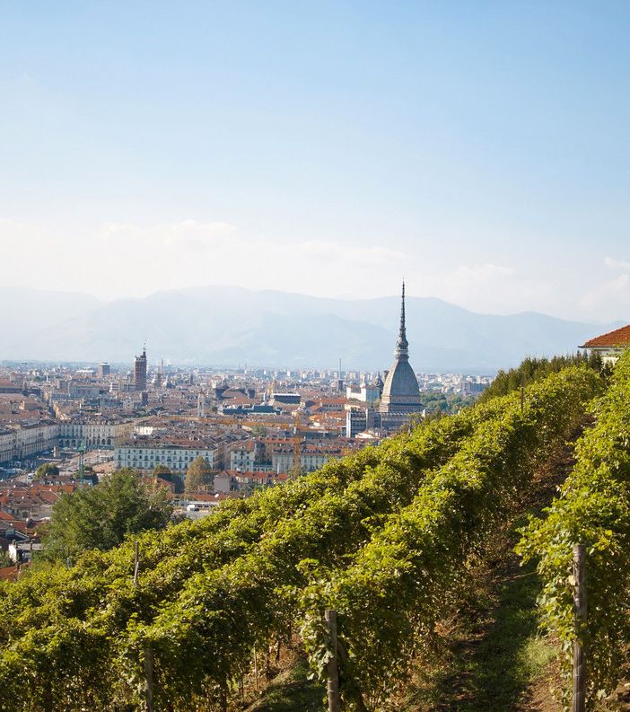 Coldiretti e la vendemmia: &quot;Spinge l'export grazie all'elevata qualità&quot;