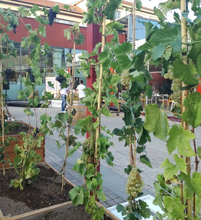 Vigne-TO, a Nizza Millefonti la prima vigna urbana (VIDEO)