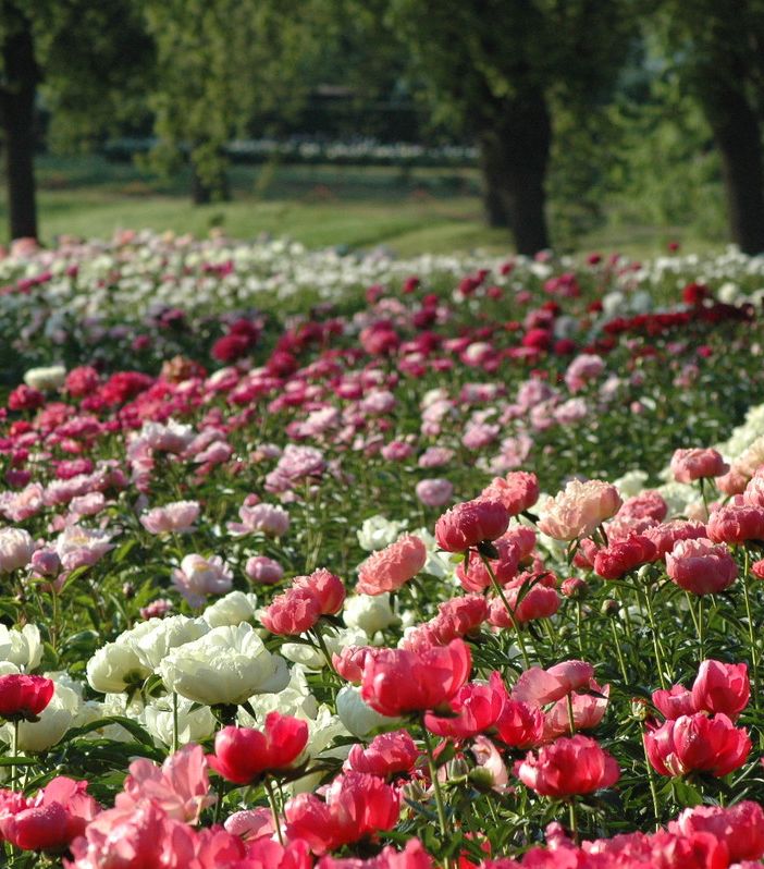 A Carmagnola torna l'appuntamento con “Peonie in fiore”