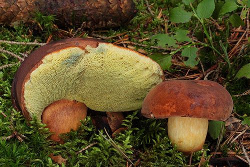 Allarme Arpa su due tipologie di funghi: rilevate tracce radioattive
