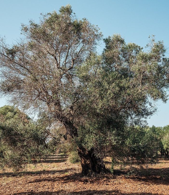 Cambiamenti climatici: Agroinnova in prima linea per l’Anno Internazionale della salute delle piante