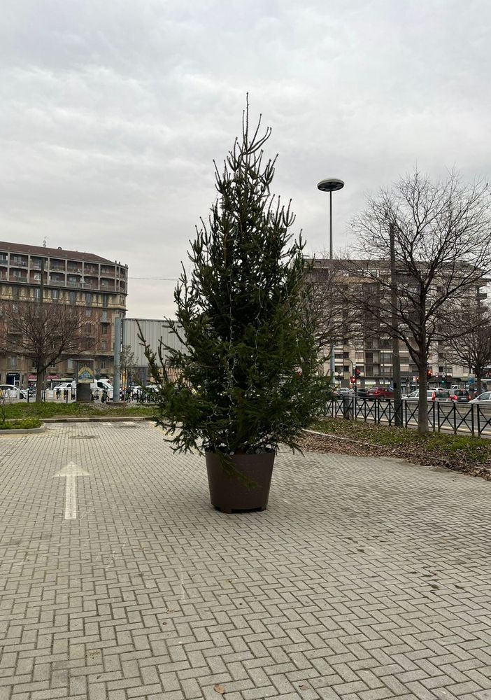 Addio &quot;BassOtto&quot;: sostituito l'albero di Natale in piazza Carducci