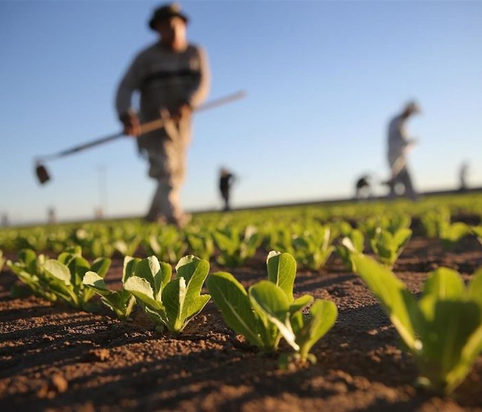 Agricoltura: dalla Regione erogati 113 milioni di anticipi sulla Pac 2020. Oltre 22 per Torino e provincia