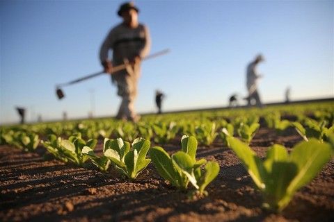 Agricoltura, Demarchi (Lega): &quot;A fianco del Ministro perché i fondi europei vengano distribuiti senza penalizzare le produzioni piemontesi&quot;