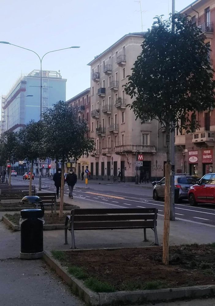 Nuovi alberelli piantumati in via Nizza