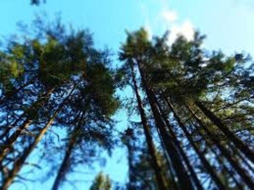 Boschi e alberi nelle zone urbane, Bussone (Uncem): &quot;Gestire bene 1 milione di ettari di foreste in Piemonte&quot;