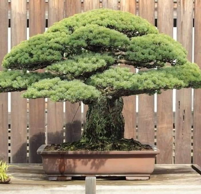 Storie di alberi e del mondo