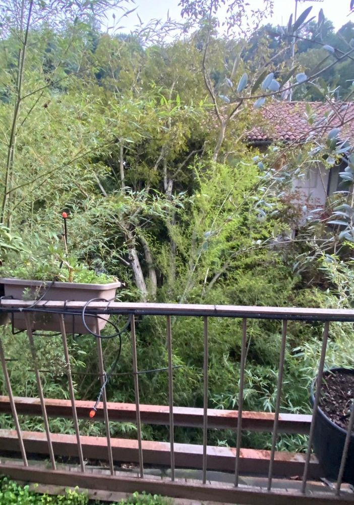A Torino il maltempo estivo abbatte 242 alberi: &quot;In 4 anni +600% di piante cadute&quot;