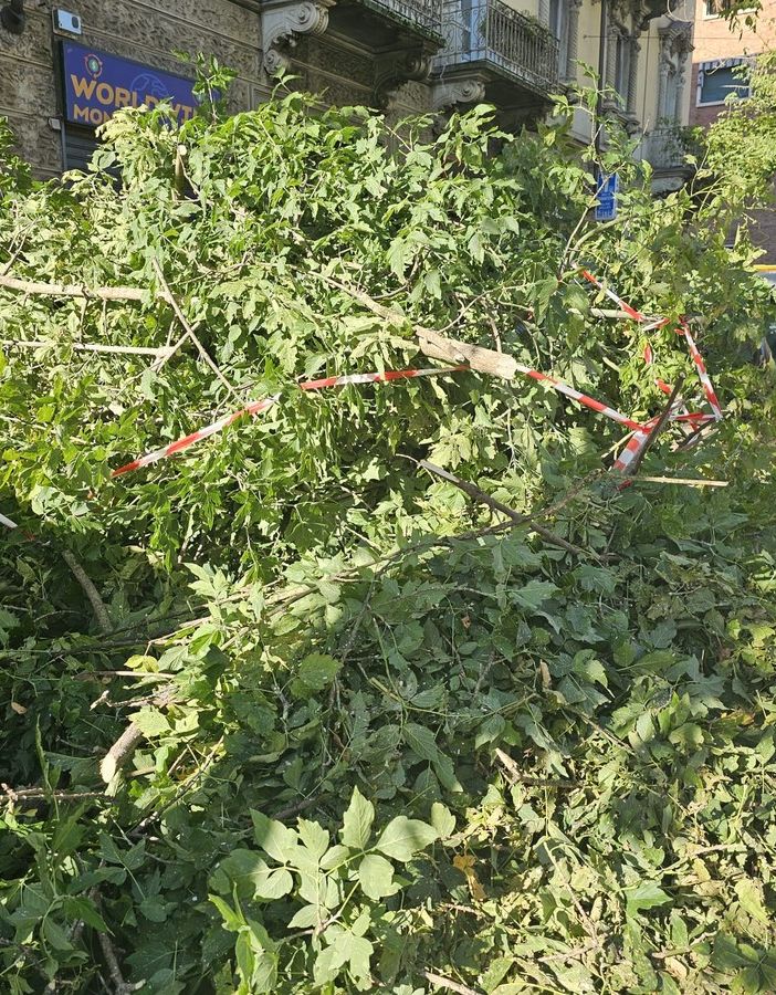 La Sala Rossa chiede di finanziare la sostituzione degli alberi abbattuti