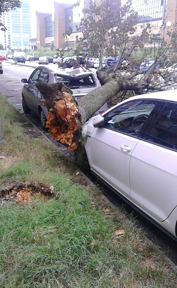 Maltempo, notte movimentata per alberi e pali caduti: 160 interventi dei vigili del fuoco