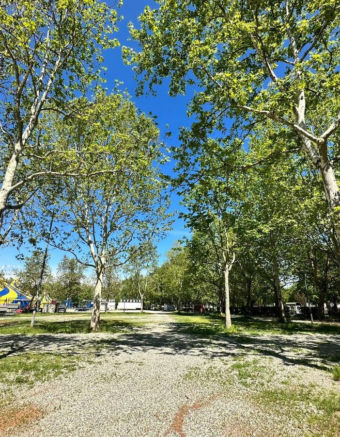 alberi - foto d'archivio