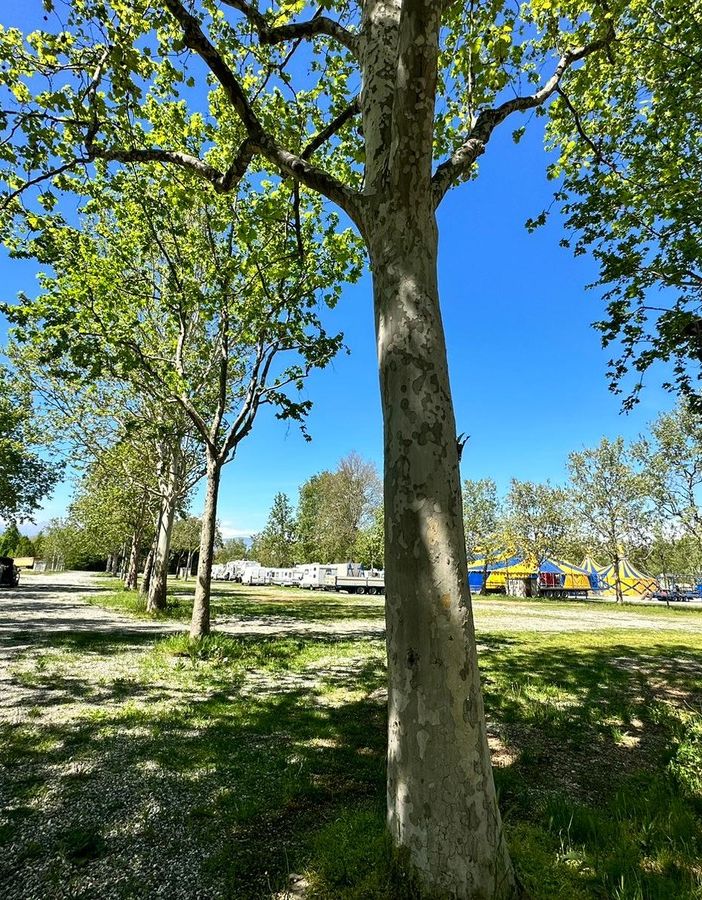 Giornata degli alberi, Coldiretti Piemonte: “SOS verde urbano con 23,7 mq a testa a Torino”