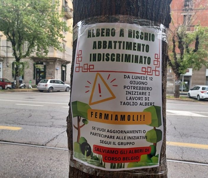 “Salviamo gli alberi di corso Belgio”, un'assemblea pubblica e un'opera d'arte collettiva per sensibilizzare i cittadini