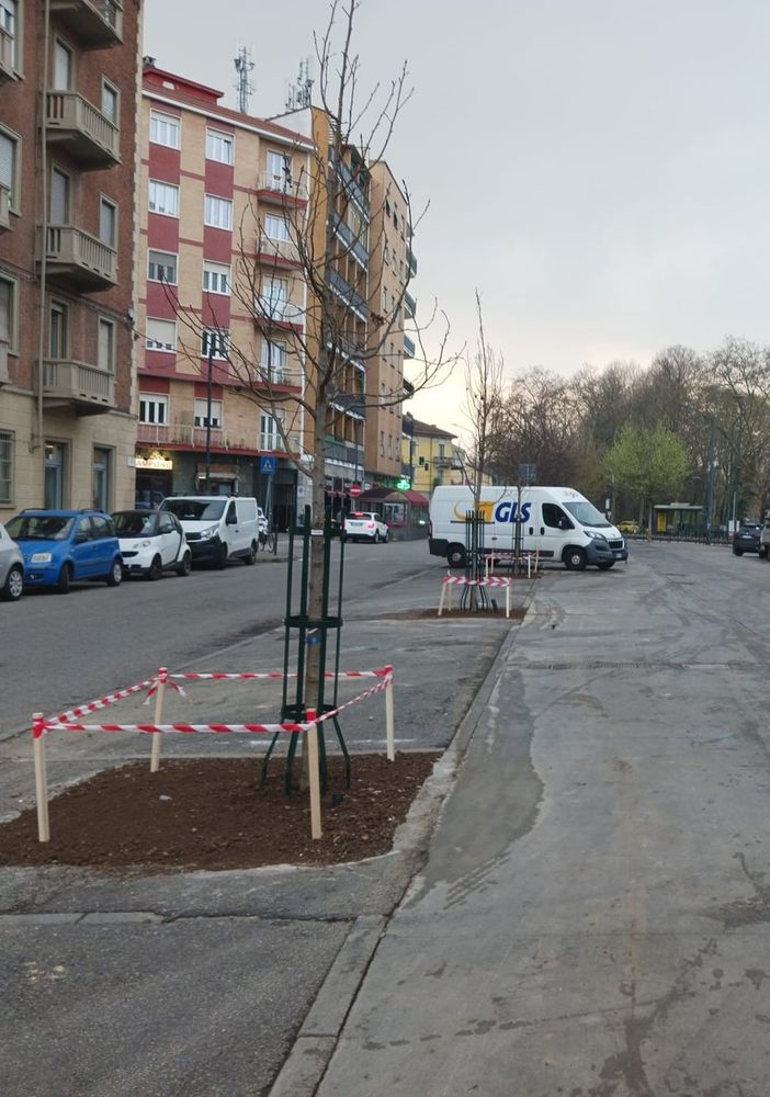 Un po' d'ombra per il mercato di corso Chieti: piantati nuovi alberi “liquidambar”