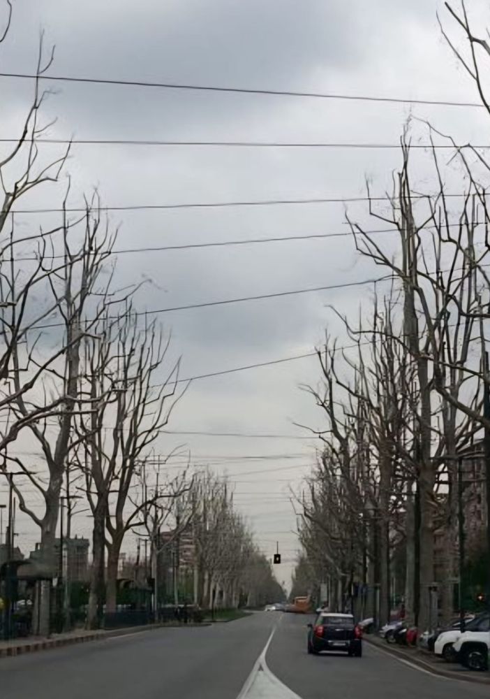 Al via domani la potatura dei platani di corso Unione: modifiche al traffico e ai mezzi pubblici