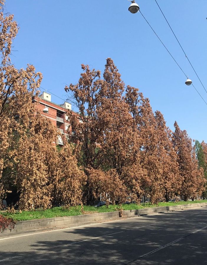 Alberi con foglie gialle lungo un corso di Torino
