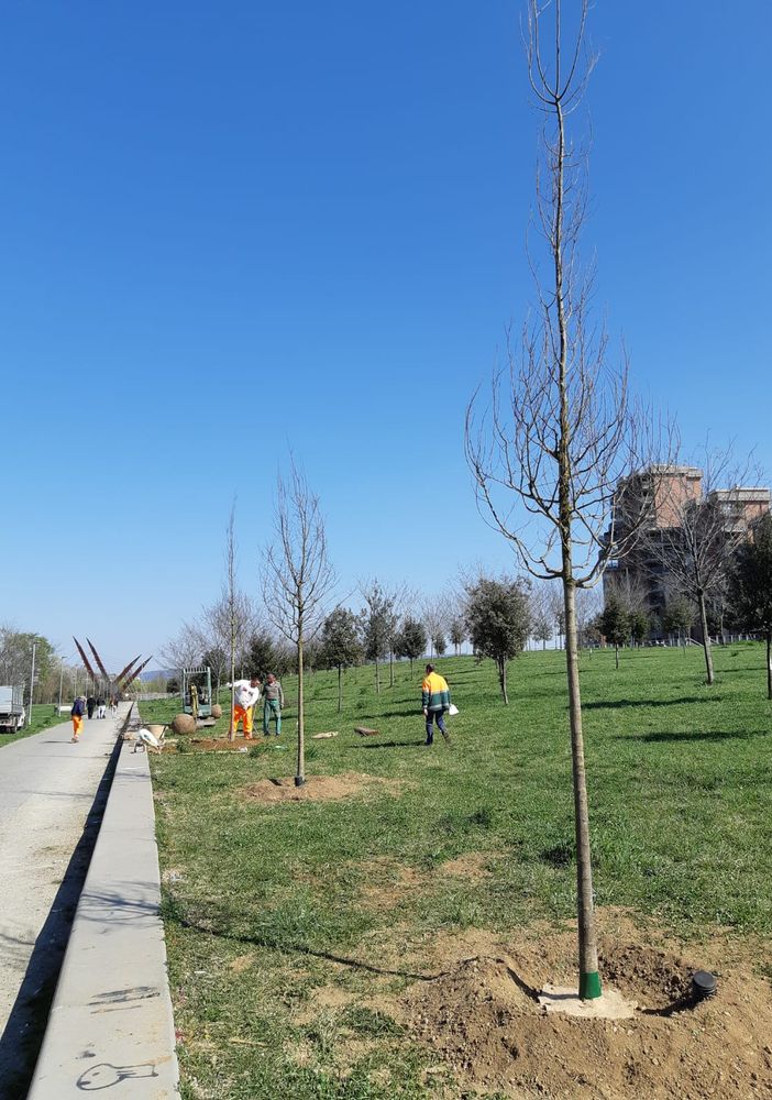 Piantati a Torino 260 alberi