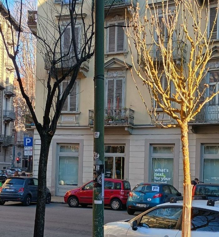 Vanchiglia, arrivano nuovi alberi: in Largo Montebello piantati 8 ibischi