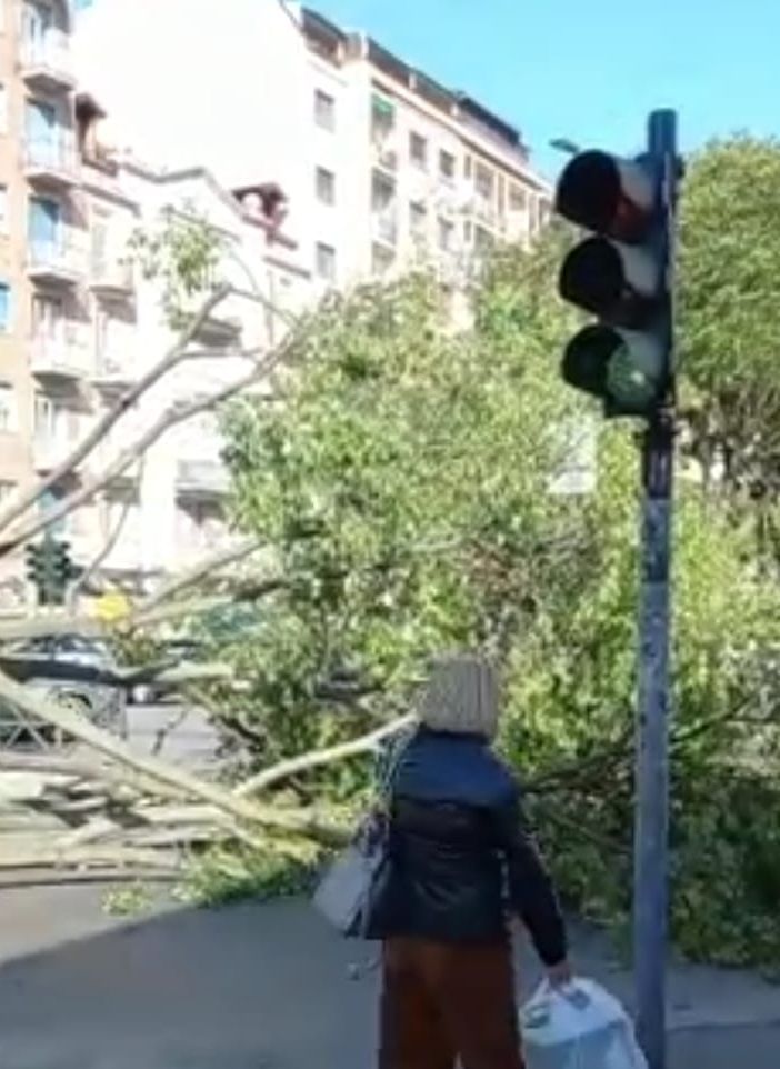 Raffiche di vento a Santa Rita: cade un albero in via Tripoli e travolge un'auto parcheggiata [VIDEO]
