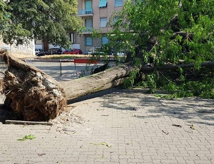 Campidoglio, grosso albero cade per il vento nei giardini “Dispersi sul fronte russo”: tragedia sfiorata (FOTO)