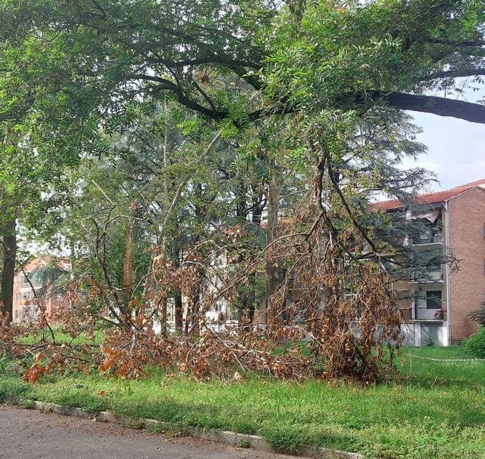 Albero caduto a terra