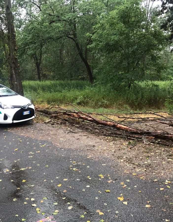 Nichelino, sottopasso della tangenziale allagato e rami caduti al parco del Boschetto